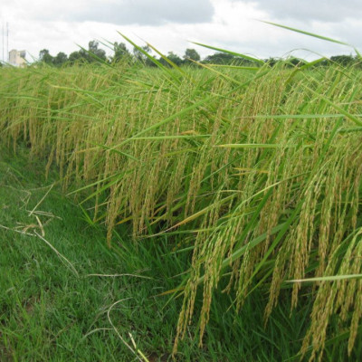 Gạo  ST25 Lúa Tôm Túi 5Kg - Cơm mềm dẻo, vị ngọt, thơm 