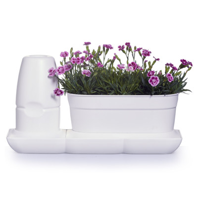 CHẬU TRỒNG CÂY ĐỂ BÀN THÔNG MINH TỰ ĐỘNG TƯỚI BASIC UNO trong 2 tháng