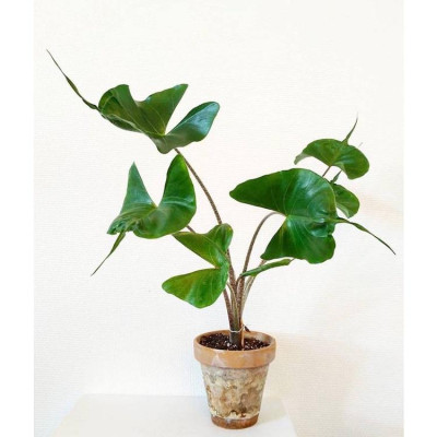 Cây Môn Cá Đuối Alocasia Stingray - Cây cảnh để trong nhà + Tặng phân bón cho cây