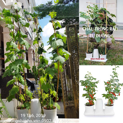 Chậu KIT Trồng Rau Tự Động Tưới Và Tự Dưỡng tại nhà Basic M (Size lớn) nhập khẩu Bồ Đào Nha dành cho người bận rộn