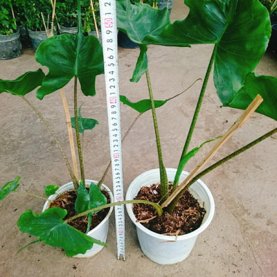 Cây Môn Cá Đuối Alocasia Stingray - Cây cảnh để trong nhà + Tặng phân bón cho cây