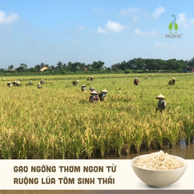 Gạo Ngỗng ST25 Sinh Thái Xát Dối 3kg