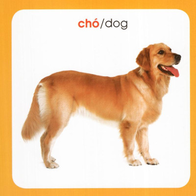Từ Điển Hình Ảnh Cho Bé: Động Vật (Tái Bản 2019)