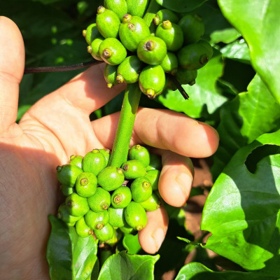 Túi Cà Phê Impact Fine Robusta Dak Lak 1kg