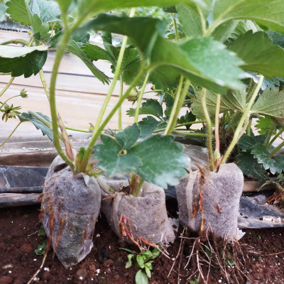 Viên Nén Xơ Dừa Trồng Ngó Dâu Thông Minh SGS (set 100 viên) đã bao gồm phân bón hữu cơ cho cây phát triển tốt trong 30 ngày