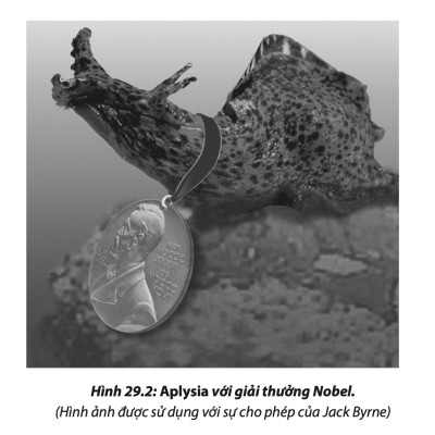 Lần Theo Dấu Ký Ức