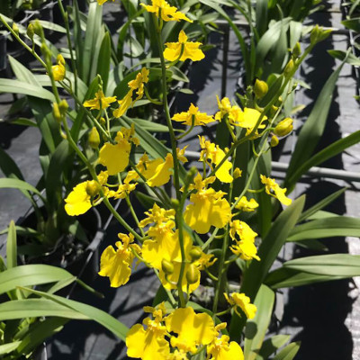 Set 2kg Dung Dịch Xử Lý Hoa Lan Vũ Nữ Tươi Lâu Longlife SG Israel - Food For Cut Flower (1kg pha được 100L dung dịch) là dung dịch trong TIP Nhựa bảo quản Hoa Lan Vũ Nữ cắt cành tươi lâu