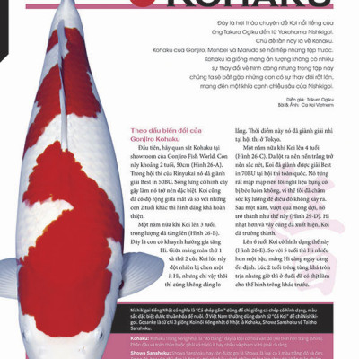 Cá Koi Vietnam - Tập 8