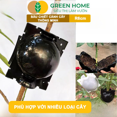 Bầu Chiết Cành GreenHome, R6cm(1 Thùng 100 CÁI), Tăng Khả Năng Ra Rễ, Phù Hợp Với Mai Vàng, Ổi, Mận