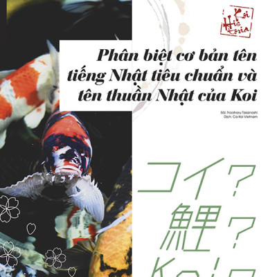 Cá Koi Vietnam - Tập 7
