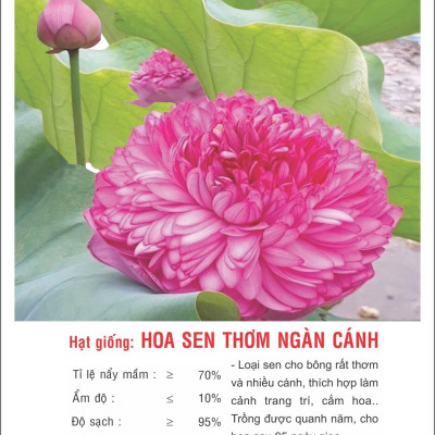 Hạt giống hoa Sen Thơm Ngàn Cánh màu sắc rực rỡ VTP159