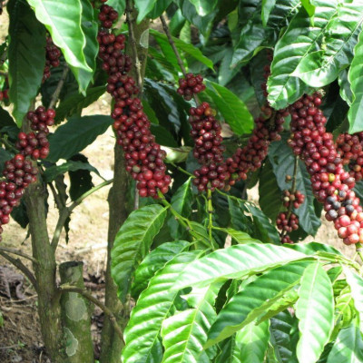 Tinh dầu Cà Phê (Coffee) 100ml Mộc Mây - tinh dầu thiên nhiên nguyên chất 100% - chất lượng và mùi hương vượt trội