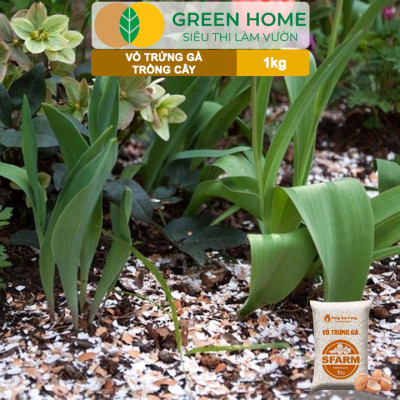 Vỏ Trứng Gà Trồng Cây Greenhome, Sfarm, Bao 1kg, Phân Bón Hữu Cơ, Ngăn Chặn Ốc Sên, Cải Tạo Đất, Chống Côn Trùng, Sâu Bọ