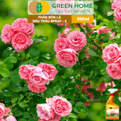 Phân Bón Lá Đầu Trâu Spray-2 Greenhome, Bình Điền, Chai 500ml, Kích Thích Ra Hoa, Chuyên Lan Và Hoa
