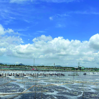 Hấp thụ khí độc ao tôm NITROBAC