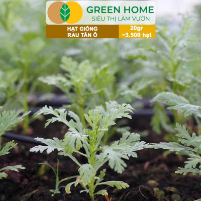 Hạt Giống Rau Tần Ô Greenhome, Gói 20g~3500 hạt, Cải Cúc Dễ Trồng, Thu Hoạch Nhanh R02