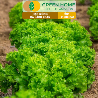 Hạt Giống Xà Lách Xoăn Greenhome, Gói 5gr~2200 hạt, Dễ Trồng Quanh Năm, Thu Hoạch Nhanh, Năng Suất Cao R21