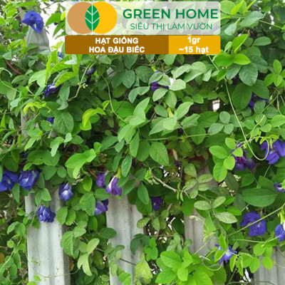 Hạt Giống Hoa Đậu Biếc Greenhome, Gói 1gr~15 hạt, Sai Hoa, Màu Rực Rỡ, Dễ Trồng Quanh Năm, Nảy Mầm Cao H06