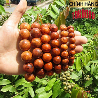 Vòng Tay Gỗ Huyết Long Nu TOKDODO ( Gỗ Nu Huyết Long Thấu Quang Thấp Hoặc Không Thấu Quang)