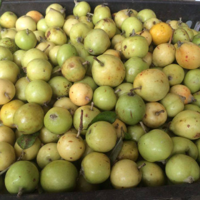 Đặc Sản Kon Tum - Trái Sơn Tra Táo Mèo Khô Hiệu Đặc Sản Và Dược Liệu Kon Tum (1Kg) - OCOP 3 Sao