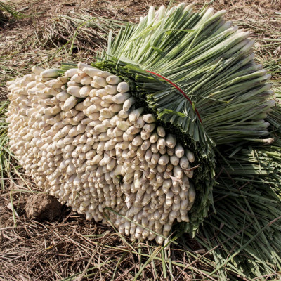 Tinh dầu Sả Chanh Organic 10ml Mộc Mây - tinh dầu nguyên chất từ thiên nhiên - chất lượng và mùi hương vượt trội