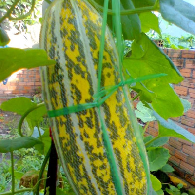 Hạt giống dưa gang - dưa bở cao sản giống khỏe năng suất cao VTP24