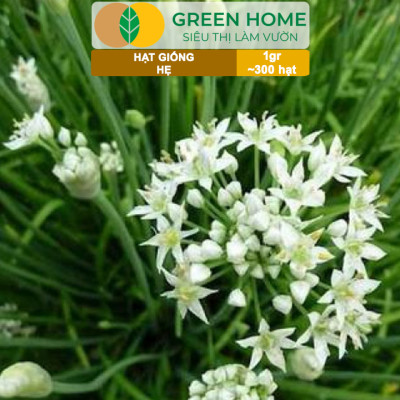 Hạt Giống Hẹ Cao Sản GreenHome, Gói 1g~300 hạt, Dễ Trồng, Nảy Mầm Cao, Thu Hoạch, Năng Suất Cao G04