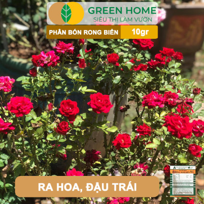 Phân Bón Lá Rong Biển GreenHome, Seaweed, Gói 10gr, Hữu Cơ, Ra Hoa, Đậu Trái, Chắc Hạt, Tăng Khả Năng Ra Đọt, Tốt Rễ