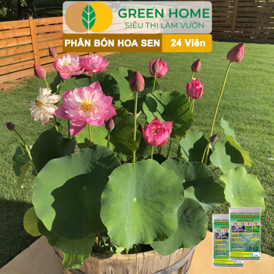 Phân Bón Hoa Sen Greenhome, Vỉ 24 Viên, Cây Thuỷ Sinh, Ngập Nước, Cho Hoa To, Hoa Đậm Màu, Lâu Tàn, Tốt Lá