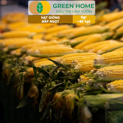 Hạt Giống Bắp Ngọt, Greenhome, Gói 5GR~40 hạt, Dễ Trồng Quanh Năm, Nảy Mầm Cao, T29