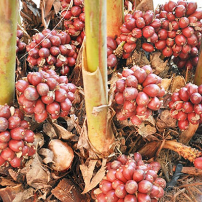 Thảo quả khô (1kg)