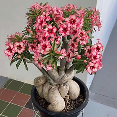 Hạt giống hoa sứ kép Thái Lan - Bịch 10 hạt – Mã số 2047