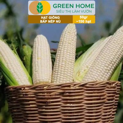 Hạt Giống Bắp Nếp Nù, Greenhome, Gói 50GR~150 hạt, Dễ Trồng Quanh Năm, Nảy Mầm Cao, T33