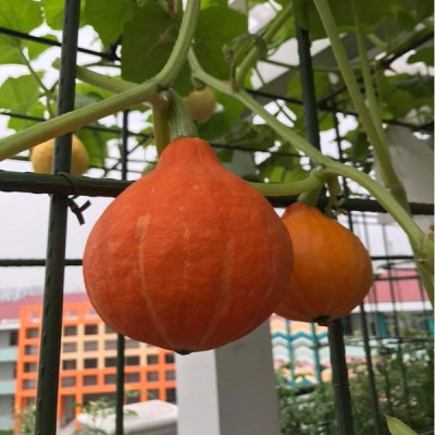 Hạt giống bí đỏ gấc F1 - Bí Mặt Trời F1 VTP10