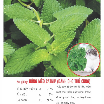 Hạt giống cây Bạc hà mèo Catnip VTP160