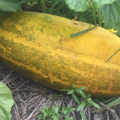 Hạt giống dưa gang - dưa bở cao sản giống khỏe năng suất cao VTP24