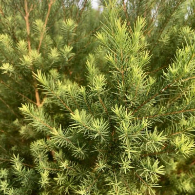 Tinh dầu Tràm Trà 10ml Mộc Mây - tinh dầu nguyên chất 100% từ thiên nhiên - chất lượng và mùi hương vượt trội