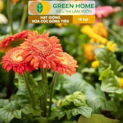 Hạt Giống Hoa Cúc Đồng Tiền Nhiều Màu GreenHome, Gói 10 hạt, Hoa Nở Rực Rỡ, Dễ Trồng Quanh Năm H17