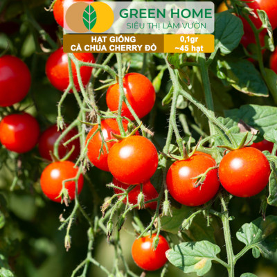 Hạt Giống Cà Chua Cherry Đỏ Lai F1 GreenHome, Gói 0,1g~45 hạt, Dễ Trồng Quanh Năm, Nhiều Quả T43