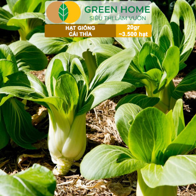 Hạt Giống Rau Cải Thìa Greenhome, Gói 20g~3500 hạt, Dễ Trồng Quanh Năm, Nảy Mầm Cao, Thu Hoạch Nhanh, Năng Suất Cao R08