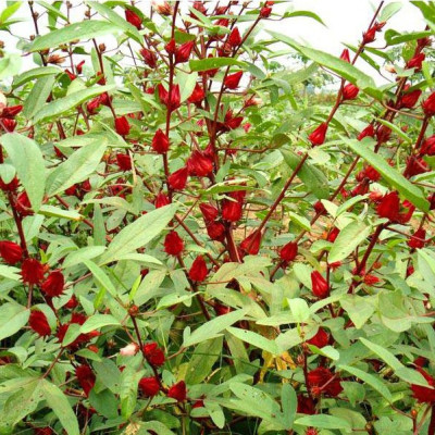 Hạt giống Atiso Đỏ VTS51