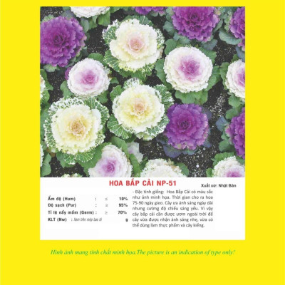 Hạt giống hoa bắp cải Mix - Bắp cải làm cảnh nhiều màu VTP87
