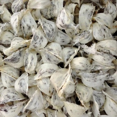 Yến thô tai to ít lông 50g