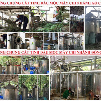 Tinh dầu Bạc Hà Mộc Mây nguyên chất 100% từ thiên nhiên, xông phòng, khử mùi, thơm phòng, đuổi muỗi, thư giản