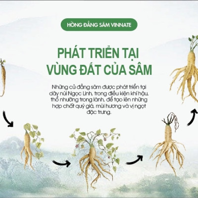 Hồng Đẳng Sâm Ngâm Mật Ong Vinnate