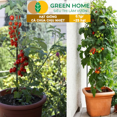 Hạt Giống Cà Chua Greenhome, Gói 0.1gr~25 hạt, Chịu Nhiệt, Trồng Chậu, Ra Nhiều Quả, Cây Sinh Trưởng Nhanh T15