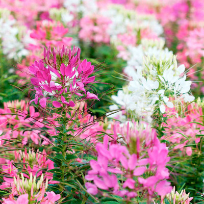 Hạt giống hoa Túy Điệp - Hồng Ri VTP182