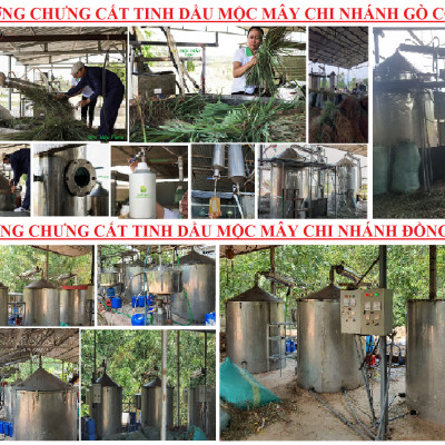Tinh dầu Hương Nhu 50ml Mộc Mây - tinh dầu thiên nhiên nguyên chất 100% - chất lượng và mùi hương vượt trội - chuyên gia chăm sóc tóc hư tổn