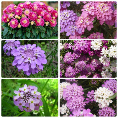 Hạt giống Hoa Tổ Ong nhiều màu VTS201