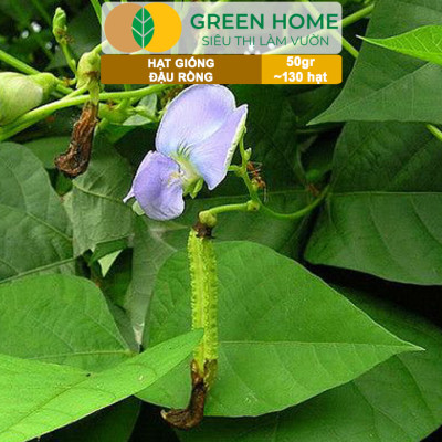 Hạt Giống Đậu Rồng Green Home, GÓI 50GR, Dễ Trồng Quanh Năm, Nảy Mầm Cao, Thu Hoạch Nhanh T46